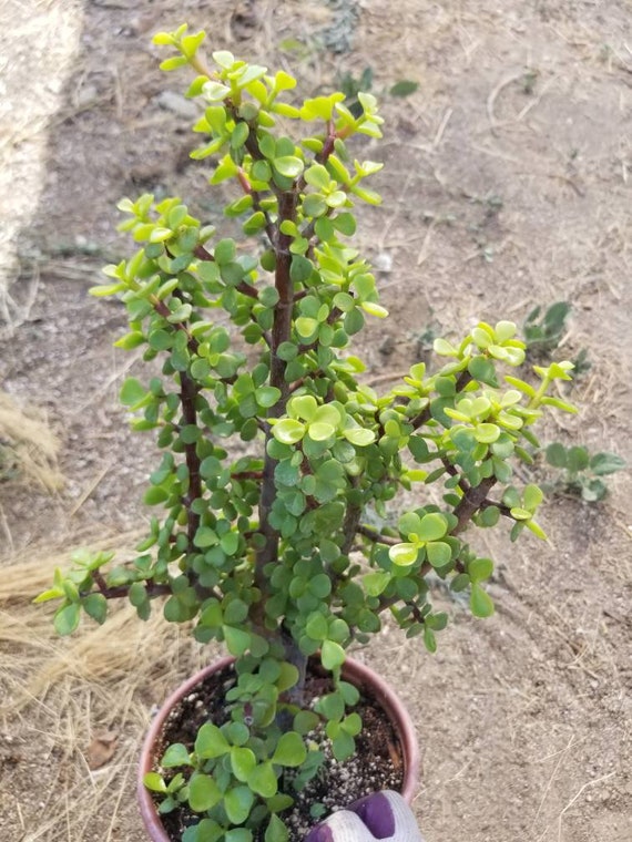 succulant plants Assorted Succulent 4"