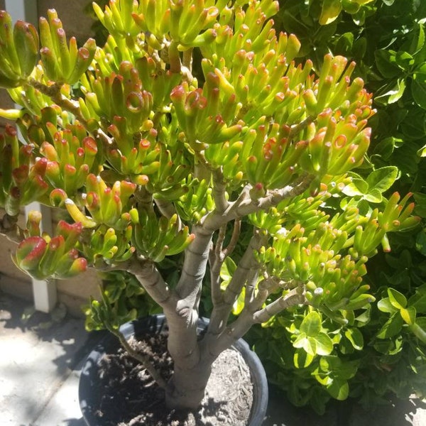 Crassula Ovata Gollum Tree (5 Gal. Pot) "Bonsai Tree"