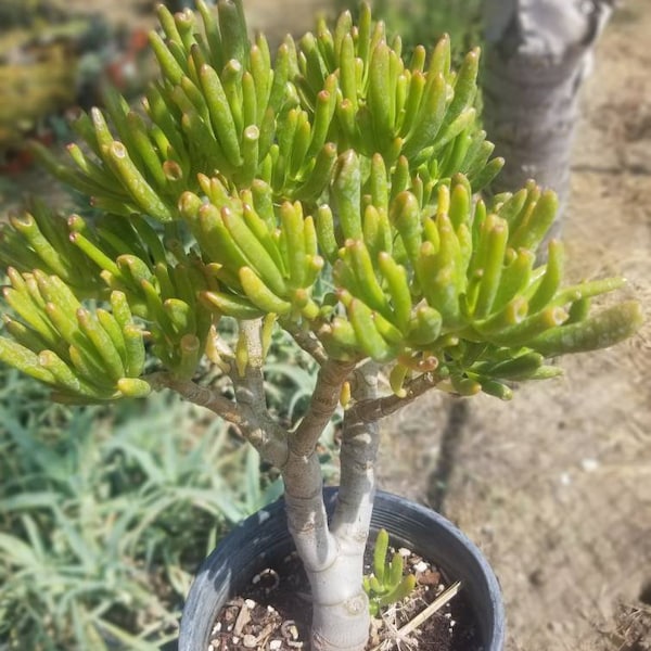 Crassula Ovata Gollum Tree (1 Gal. Pot) "Bonsai Tree"