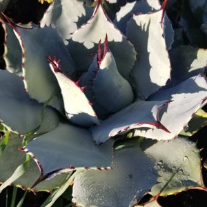 Agave Parryi Artichoke (3 Gal. Pot)