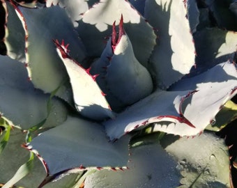 Agave Parryi Artichoke (3 Gal. Pot)