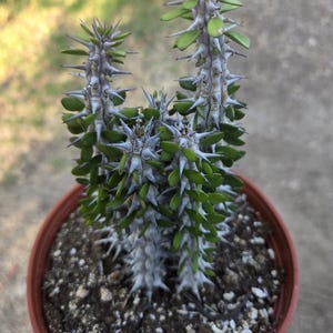 Alludia Procera Madagascar &quot;Ocotillo&quot;  Cactus (6&quot; Pot)