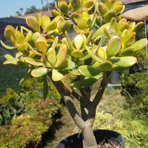 Crassula Ovata Hummel&#39;s Sunset (1 Gal. Pot) &quot;Bonsai Tree&quot;