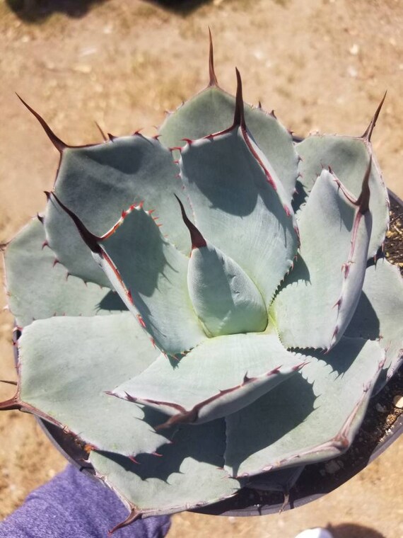 bogenhanf blau Sansevieria 