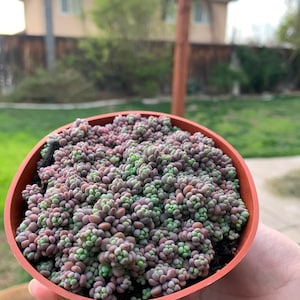 Sedum Dasyphyllum ‘Minor (4&quot; Pot) Succulent Plant