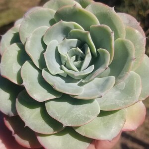 Echeveria Atlantis (4&quot; pot) Blue Echeveria, echeveria succulent plant, drought tolerance Echeveria.