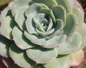 Echeveria Atlantis: Blue Succulent Plant (4" pot)
