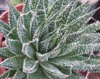 Aloe Aristata "Lace Aloe" (4" pot)