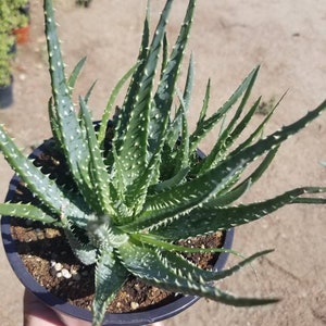 1 Gal. Aloe Humilis