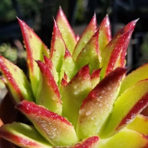 May include: A close-up of a succulent plant with green leaves and red edges. The leaves are covered in small water droplets.