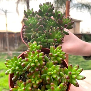 Sedum rubrotinctum Jelly Bean Plant / Pork and Bean Live Plant 4 pot image 8