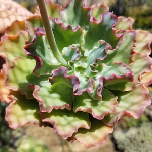 Echeveria Blue Curls (4&quot; pot)