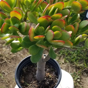 Crassula Ovata Jade Tree (1 gal. Pot) "Bonsai Tree" "Money Tree"