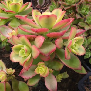 May include: A close-up of a succulent plant with green leaves and red edges. The plant has a rosette shape and is in bloom.