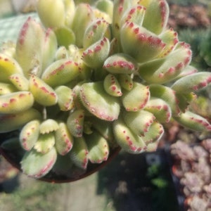 May include: A close-up of a small succulent plant with green leaves and red edges. The plant is in a brown pot and has a fuzzy texture.