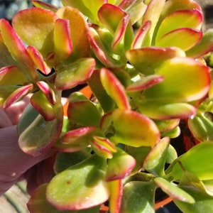 Crassula Ovata Lemon and Lime (4" Pot)