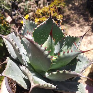 May include: A close-up of a small agave plant with sharp, spiky leaves. The leaves are a bluish-green color with red edges. The plant is in a black pot.