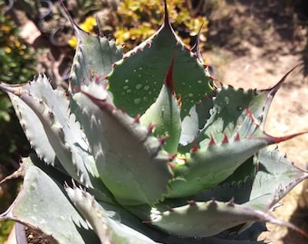 Agave Potatorum Cubic Variegated - アガベ ポタトラム キュービック