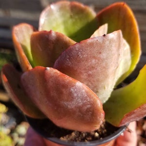 May include: A close-up of a succulent plant with fleshy, reddish-brown leaves. The plant is in a small brown pot and has a green center.