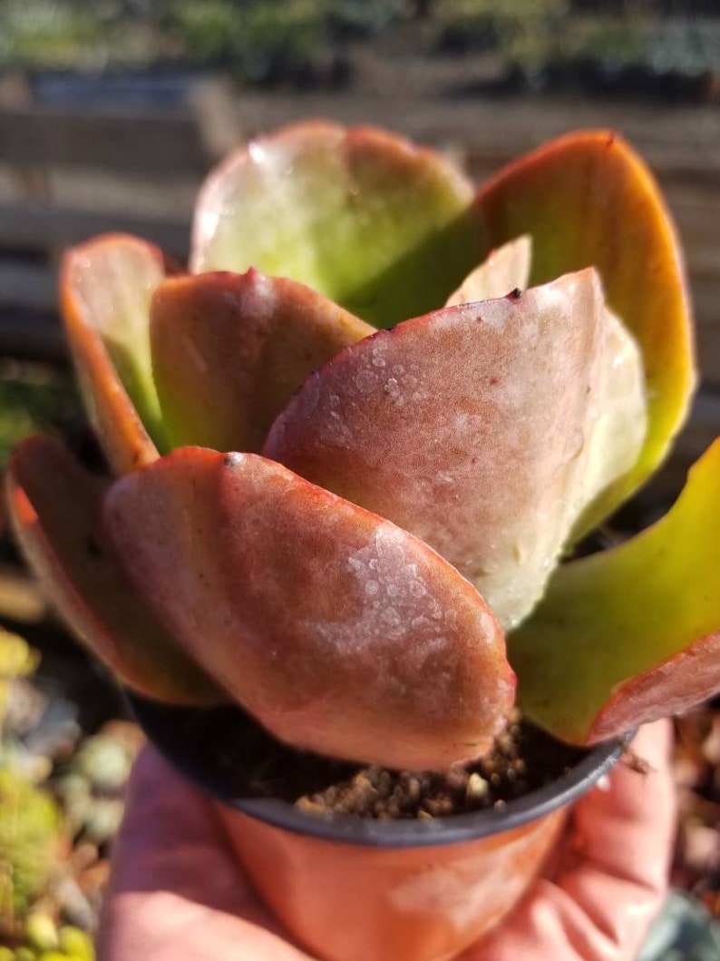 May include: A close-up of a succulent plant with fleshy, reddish-brown leaves. The plant is in a small brown pot and has a green center.