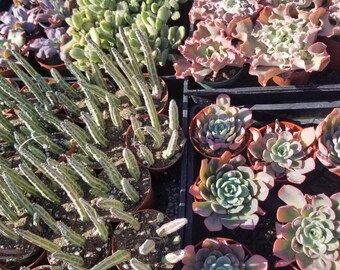 Buy 6 or more 4" Succulents and get FREE SHIPPING