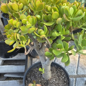 Crassula Ovata Jade Tree (5 Gal. Pot) &quot;Bonsai Tree&quot; &quot;Money Tree&quot;.