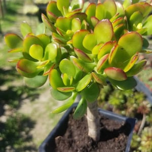 Crassula Ovata Crosby&#39;s (5&quot; pot) &quot;Mini Bonsai Tree&quot;