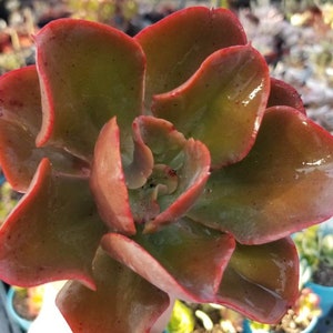 May include: A close-up of a succulent plant with red and green leaves. The leaves are fleshy and have a smooth texture. The plant is in a pot and is surrounded by other plants.