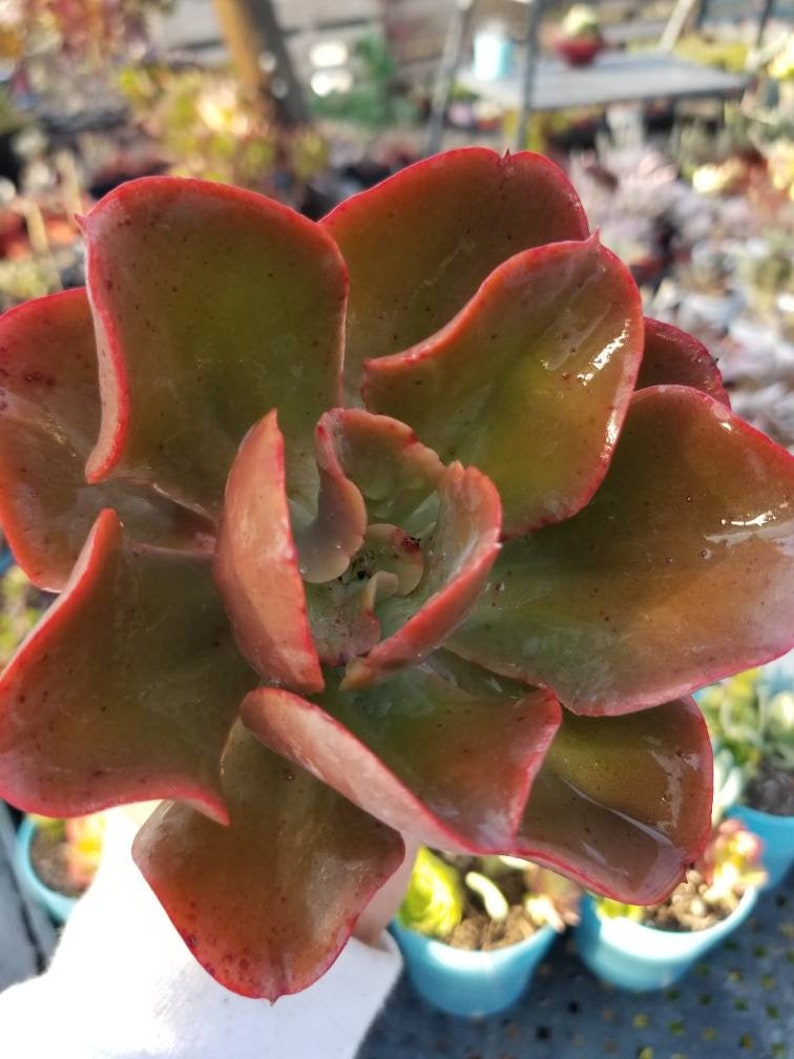 May include: A close-up of a succulent plant with red and green leaves. The leaves are fleshy and have a smooth texture. The plant is in a pot and is surrounded by other plants.
