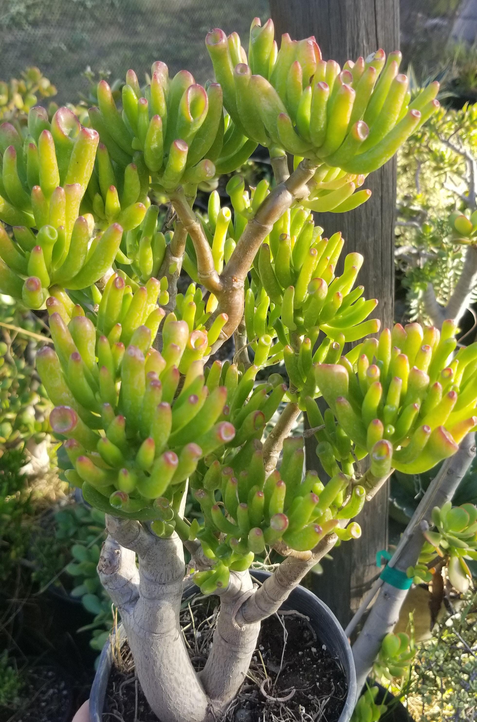 Crassula Ovata Gollum Tree (1 Gal. Pot) "bonsai Tree" - Etsy