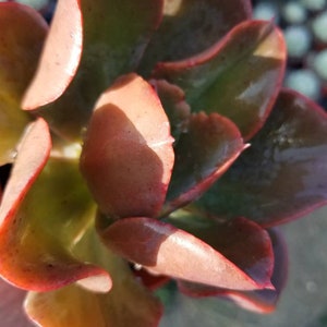 May include: A close-up of a succulent plant with fleshy, red-tinged leaves. The leaves are arranged in a rosette shape, with the center of the rosette being slightly darker than the outer leaves.