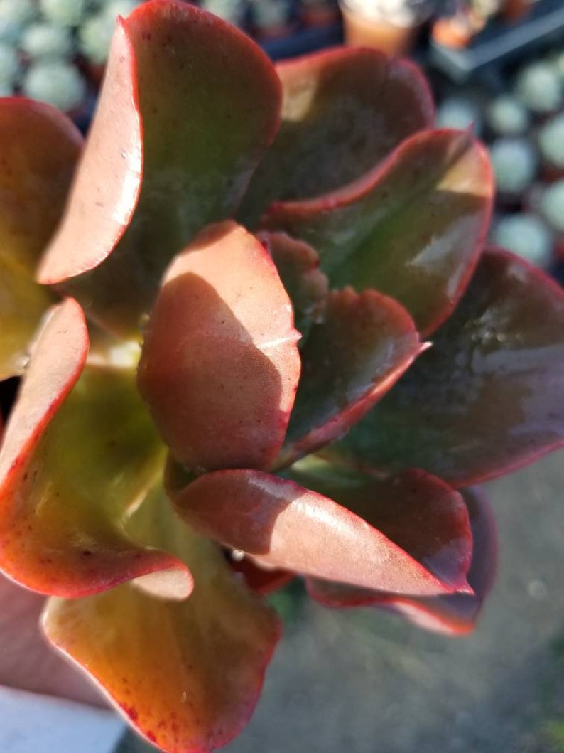 May include: A close-up of a succulent plant with fleshy, red-tinged leaves. The leaves are arranged in a rosette shape, with the center of the rosette being slightly darker than the outer leaves.
