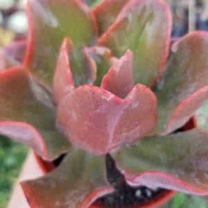 May include: A close-up of a succulent plant with red and green leaves. The plant is in a small terracotta pot.