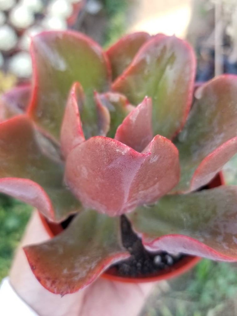 May include: A close-up of a succulent plant with red and green leaves. The plant is in a small terracotta pot.