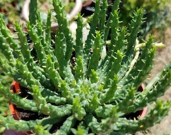 Euphorbia Flanaganii Medusa (4" pot)