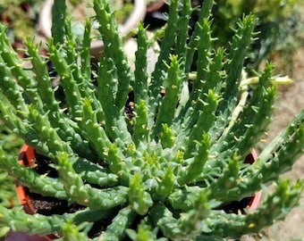 Euphorbia Flanaganii Medusa (4" pot)