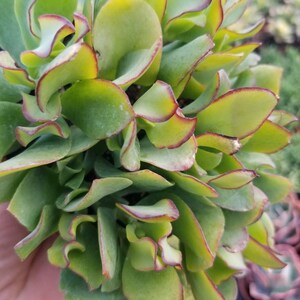 Crassula Undulatifolia ( 4&quot; Pot)