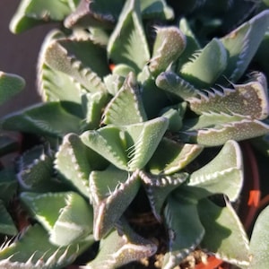 May include: A close-up of a group of green succulent plants with white edges and pointed leaves. The plants are in small terracotta pots.