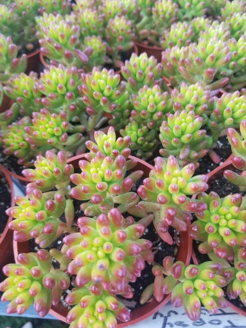 Sedum rubrotinctum Jelly Bean Plant / Pork and Bean Live Plant 4 pot image 5