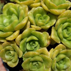 Aeonium Lily Pad (4&quot; pot)