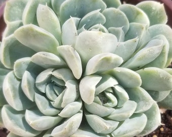 Echeveria Elegant Cluster "Mexican Snowball" (4" pot)