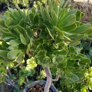 Green Aeonium Arboreum Tree (1 gal. Pot)