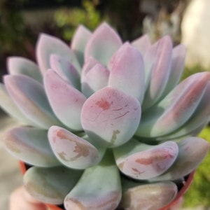 May include: A close-up of a succulent plant with fleshy, light green leaves with a pink hue. The leaves are arranged in a rosette shape and have a slightly textured surface.