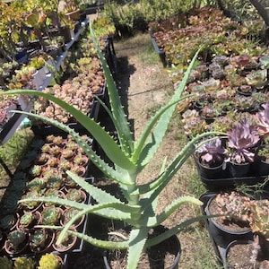 May include: A potted aloe vera plant with long, green, spiky leaves. The plant is in a black plastic pot. The background shows a variety of other potted succulents and plants in a nursery setting.