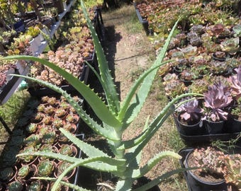 Aloe Arborenscens Tree: Drought Tolerant Aloe (1 gal. pot, Bare Root Plant)