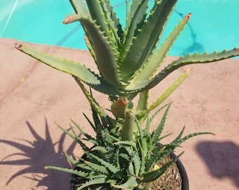 Tree Aloe Arborenscens: Drought Tolerant (5 gal. pot, Bare Root Plant)