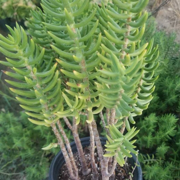 Crassula Tetragona (1 Gal.pot)