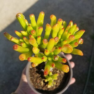 Crassula Ovata Gollum &quot;Mini Tree&quot; (4&quot; pot)