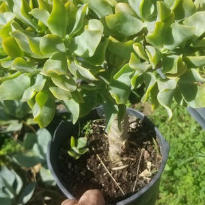 May include: A potted succulent plant with green leaves and a thick, brown stem. The plant is in a black plastic pot and is being held by a hand.