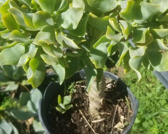 Crassula Ovata 'gollum' F. Variegata - 2.75" Pot - Etsy